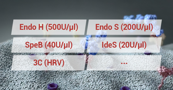 Enzymes fo Antibody Characterization