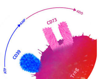 The critical targets for adenosinergic pathways