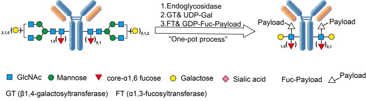  Biotin ASSAY PRINCIPLES