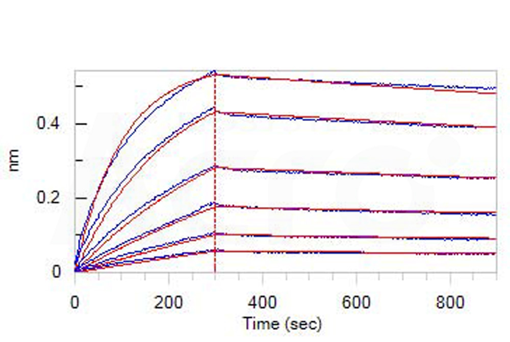  Apolipoprotein E BLI