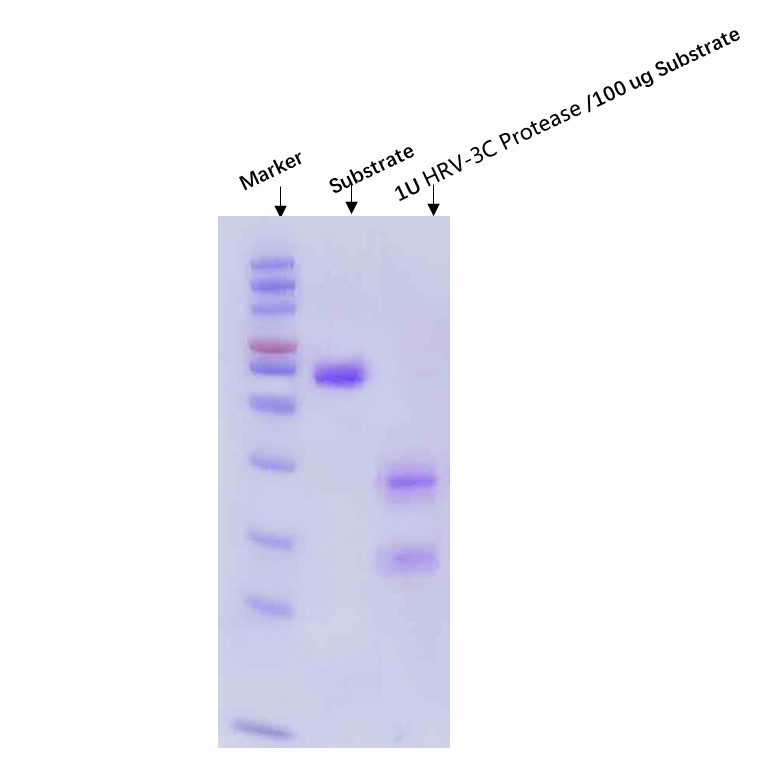  3C (HRV) ENZYME