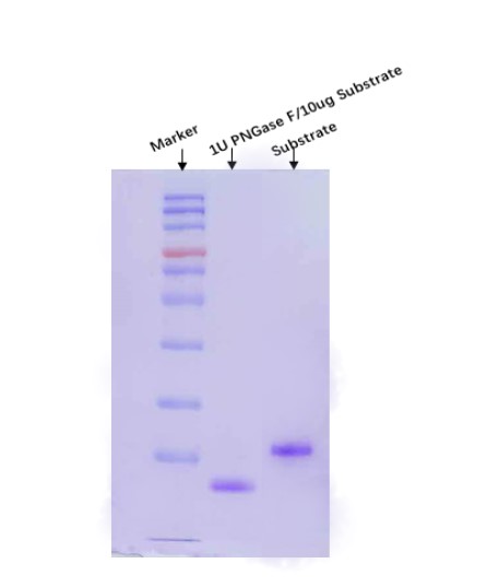  PNGase F ENZYME