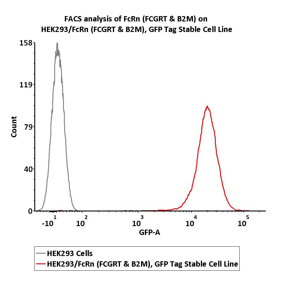  FcRn (FCGRT & B2M) FACS