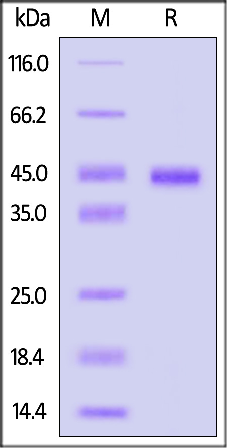 A17L SDS-PAGE