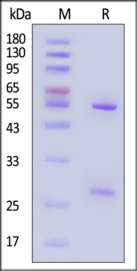 A17L (MPXV) SDS-PAGE