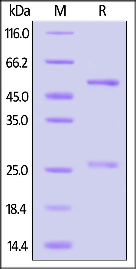 A30L (MPXV) SDS-PAGE