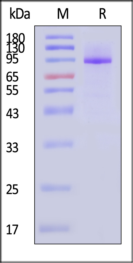 A33R SDS-PAGE