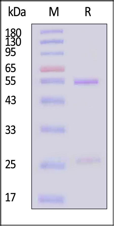 AA5-Y188-sds