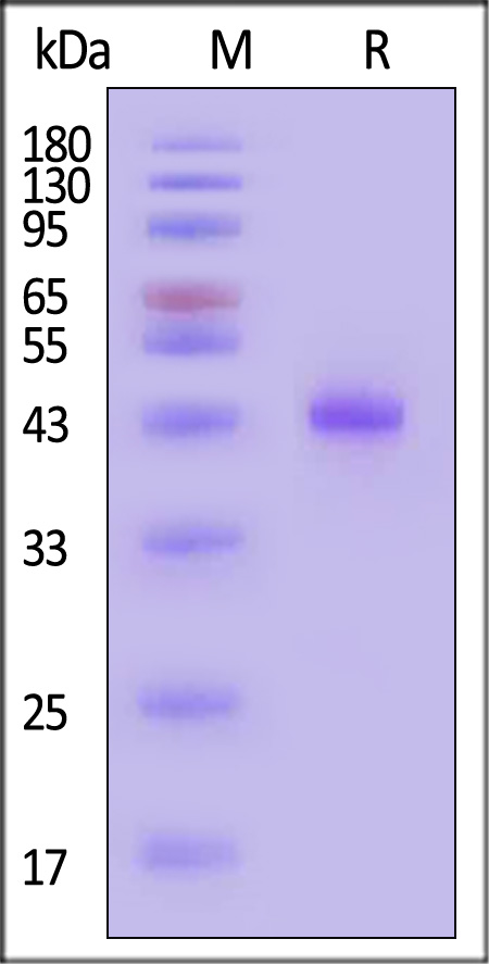 Activin RIA SDS-PAGE