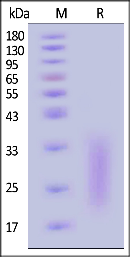 Activin RIIB SDS-PAGE