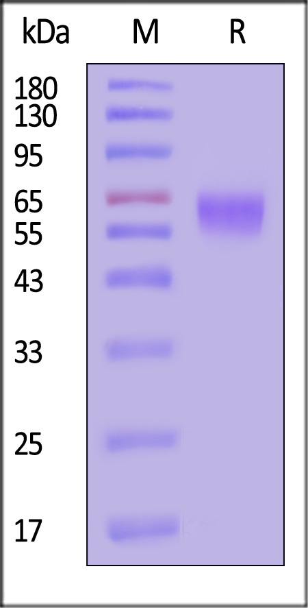 Activin RIIB SDS-PAGE