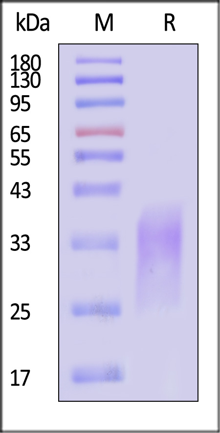 Activin RIIB SDS-PAGE