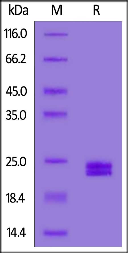 AG2-M52H6-sds