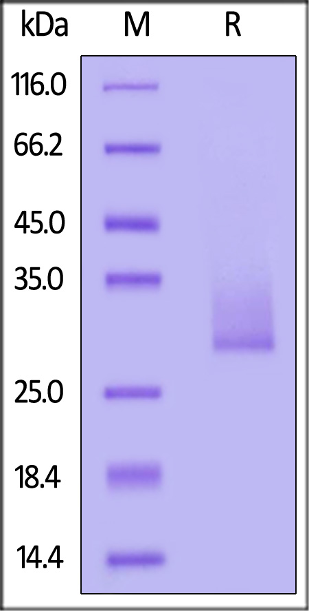 AN3-H5226-sds