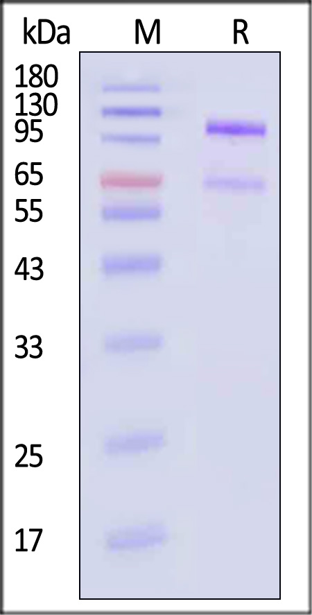 Angiopoietin-like 3 SDS-PAGE