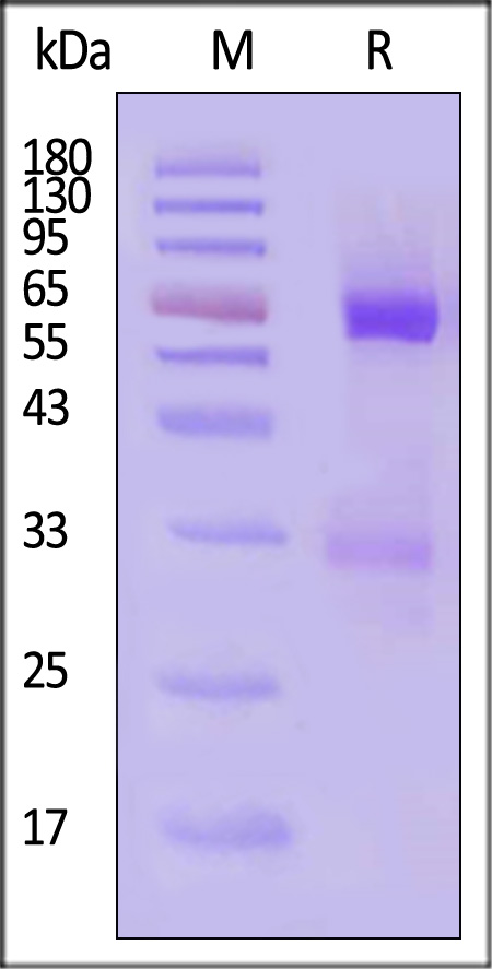 Angiopoietin-like 3 SDS-PAGE