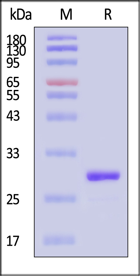 Apo-A1 SDS-PAGE