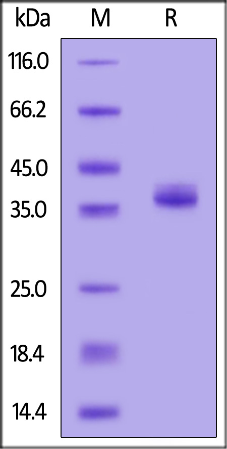 Apolipoprotein E SDS-PAGE