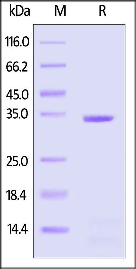 Apolipoprotein E SDS-PAGE