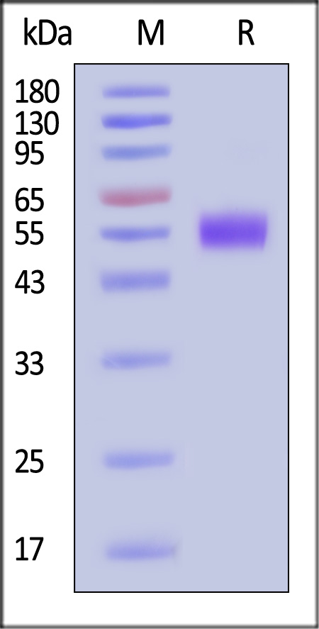 Apolipoprotein H SDS-PAGE