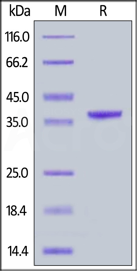 Arginase 1 SDS-PAGE