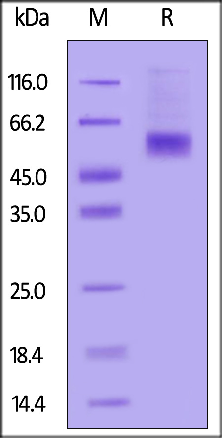 B1R-H52H6-sds