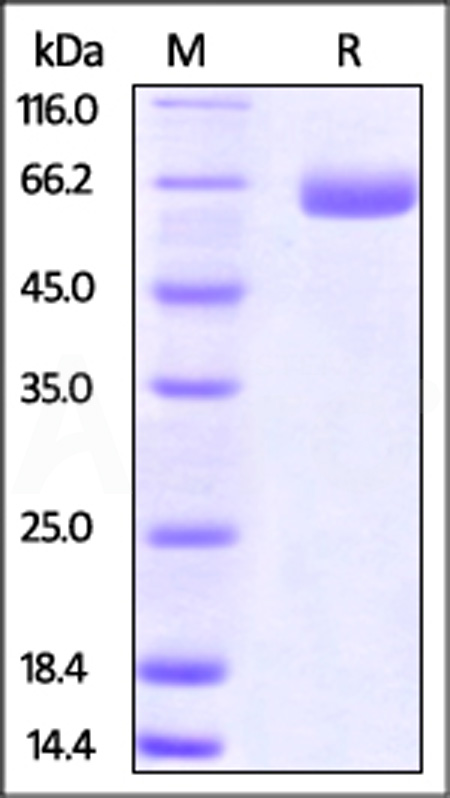 B7-H3 (2Ig) SDS-PAGE