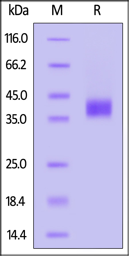 BS1-H52H9-sds