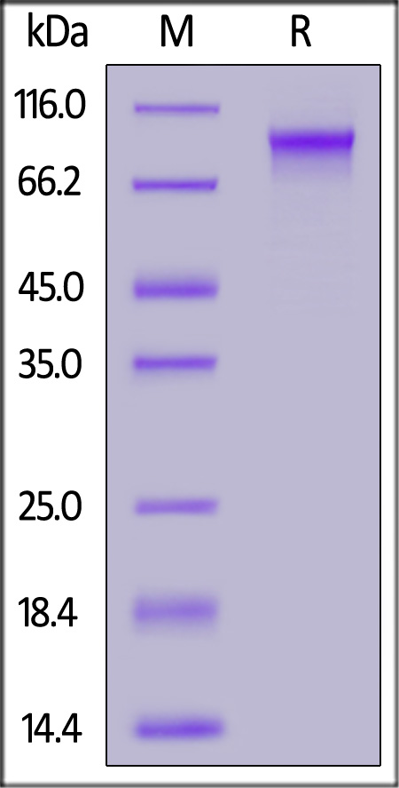 C1q R1 SDS-PAGE