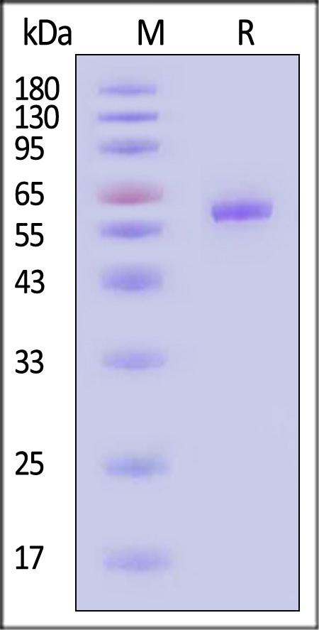 Cathepsin C SDS-PAGE