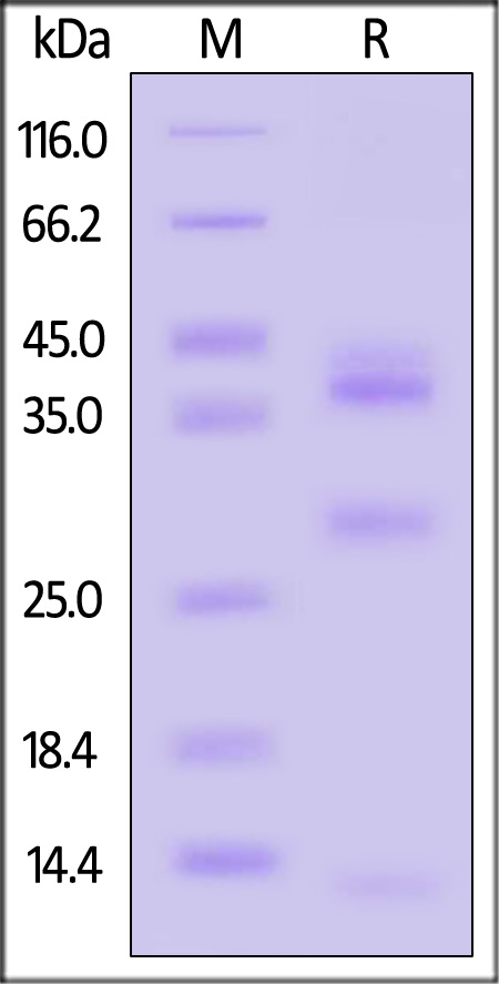 CAL-M52H3-sds