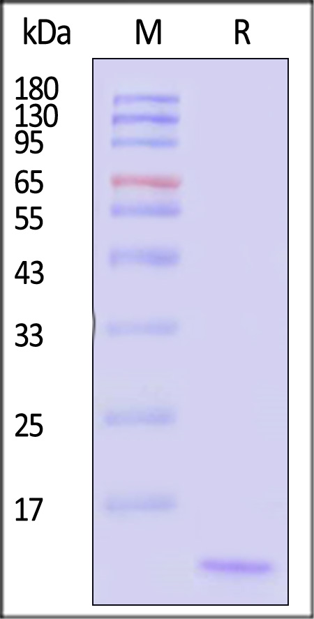 CC1-H51H3-sds