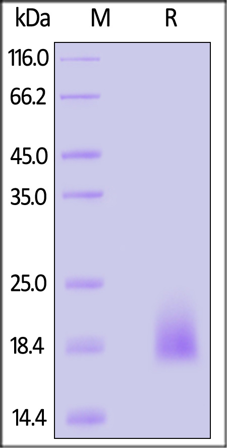 CCL24 SDS-PAGE