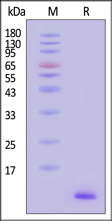 CCL8 SDS-PAGE