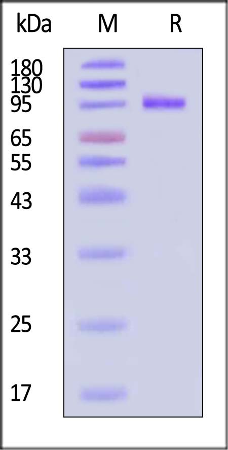 CDCP1 SDS-PAGE