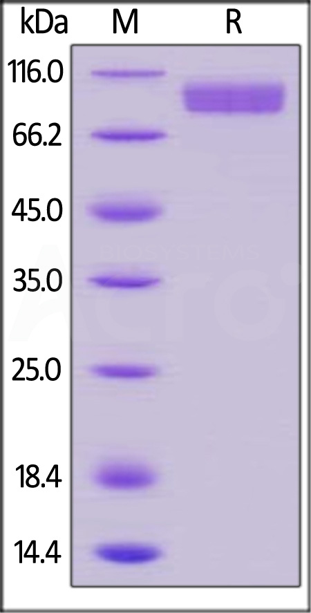 CD1-H5224-sds