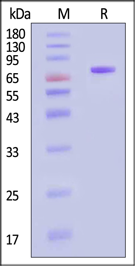 Transferrin R SDS-PAGE