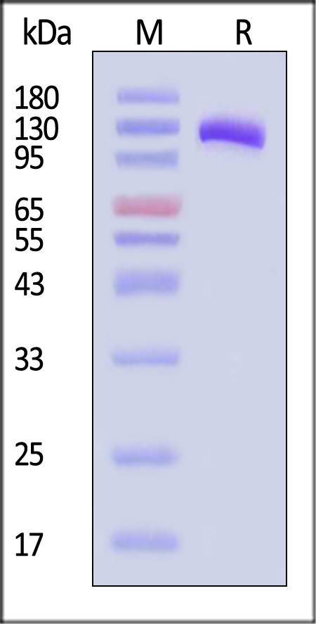 CDCP1 SDS-PAGE