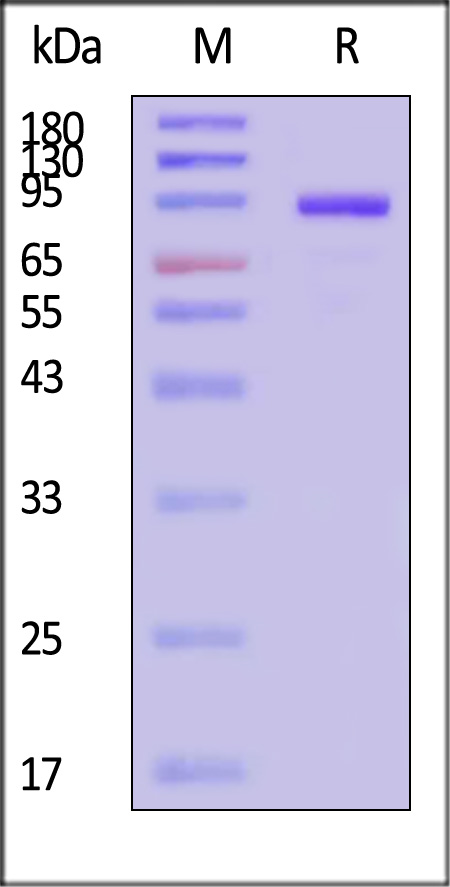 CD1-H5256-sds