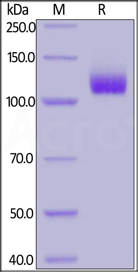 CD1-H5258-sds