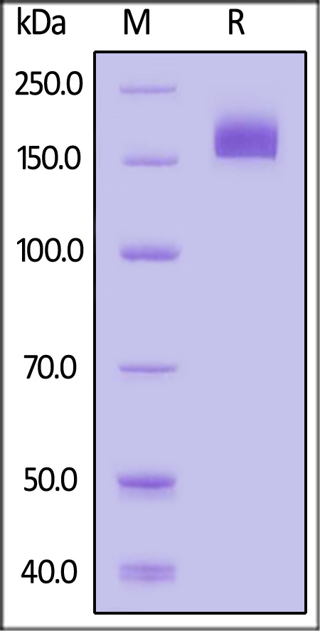 CD171 SDS-PAGE