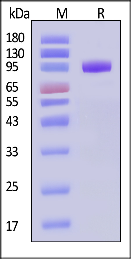 CD1-R52H3-sds