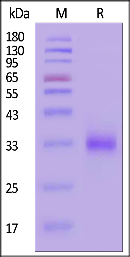 CD2 SDS-PAGE