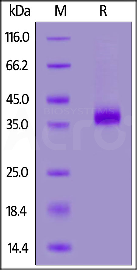 CD2 SDS-PAGE