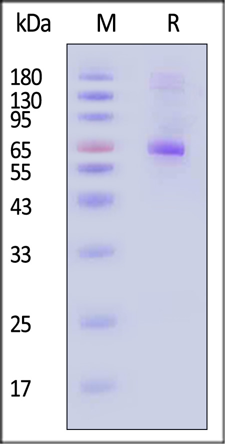 CD2-HF258-sds