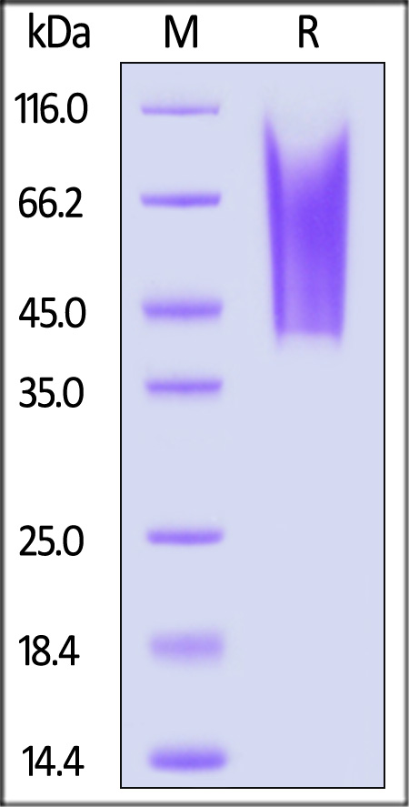 CD3-H52H9-sds