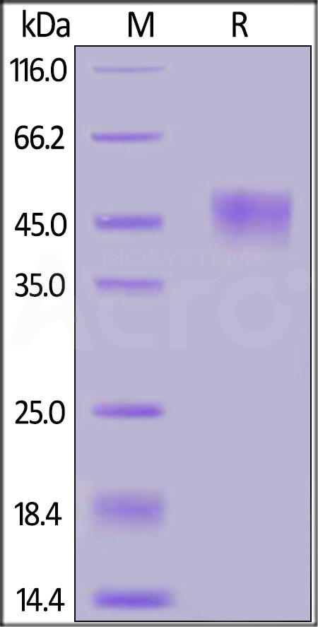 CD24 SDS-PAGE