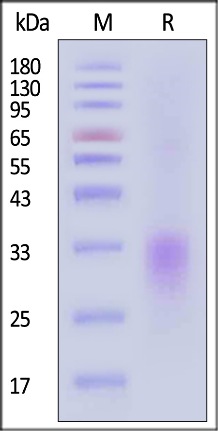 CD4-C52H4-sds