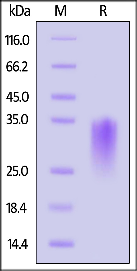 CD24 SDS-PAGE