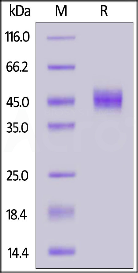 CD4-H5228-sds